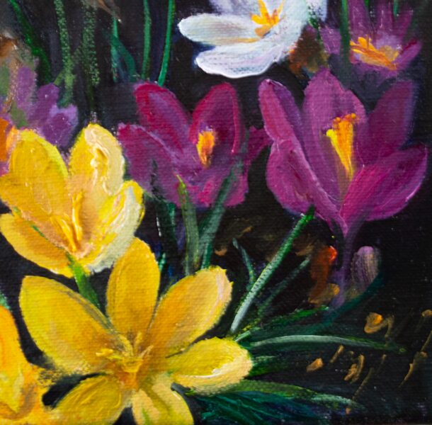 (SOLD) Colourful Crocus, Oil painting on Canvas, 15 x 15 cm